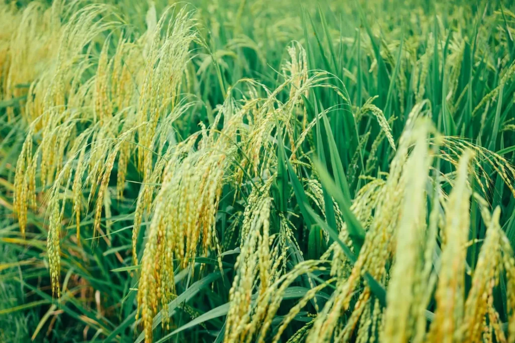 O arroz é amplamente cultivado e pode ser incluído em uma alimentação com pouco carboidrato.