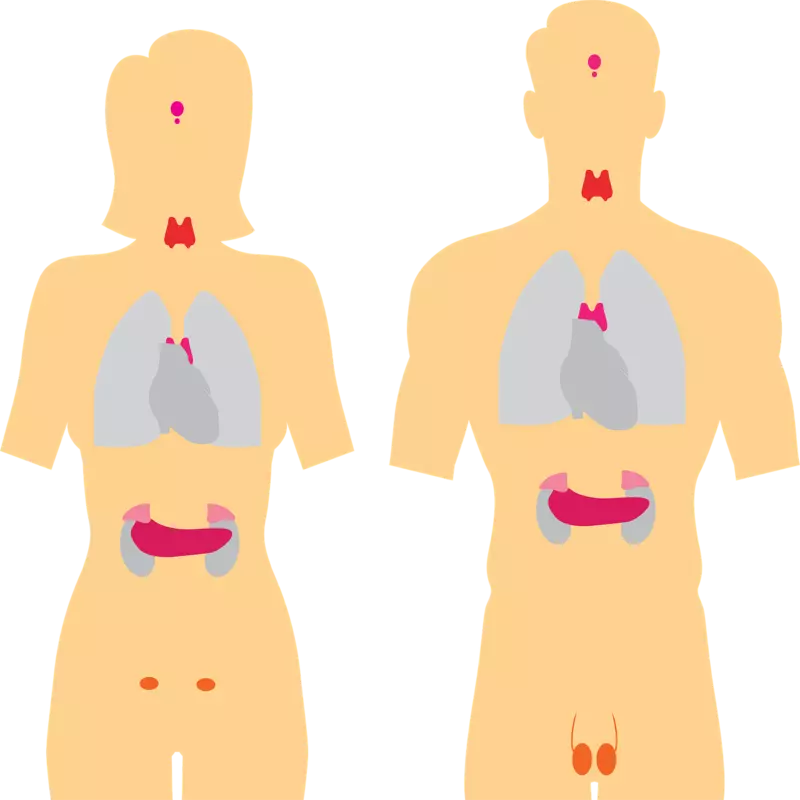 Localização das glândulas endócrinas no corpo humano do homem e da mulher.
