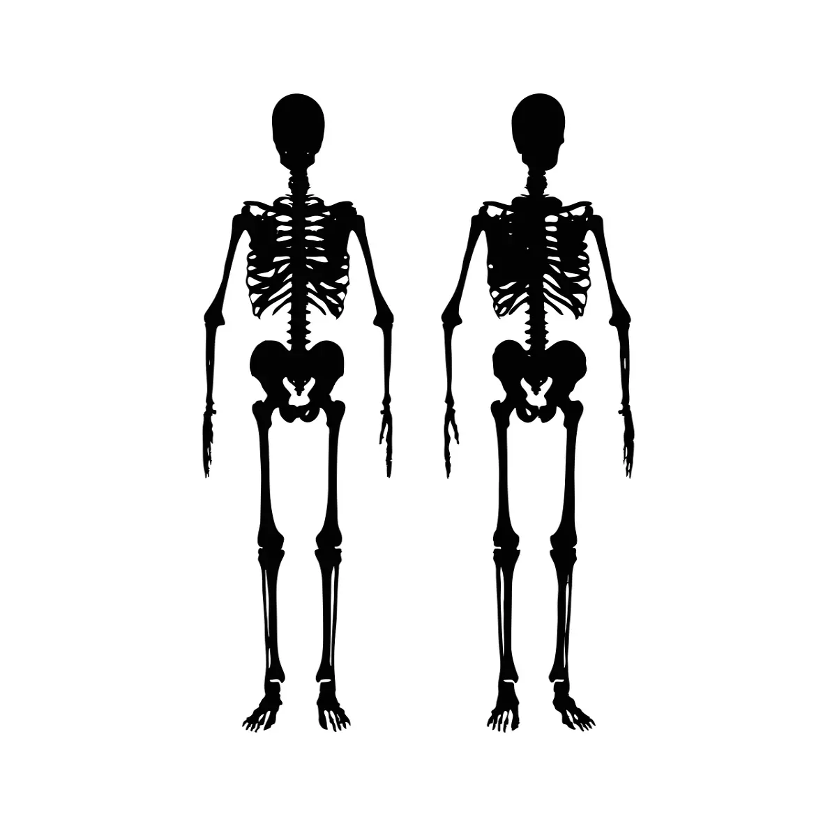Ossos do esqueleto humano, que pode sofrer osteoporose.