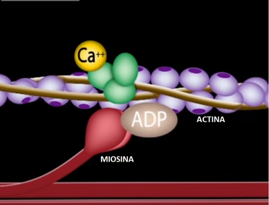 Imagem de miosina e actina, proteínas dos músculos.